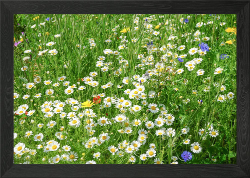 Daisy flower framed - framed, art