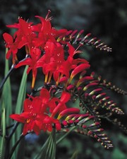 Crocosmia Lucifer 10+ Large
