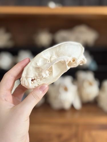 Taxidermy skeleton bones