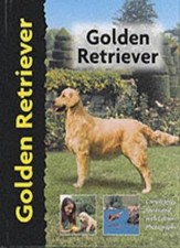 Golden Retriever - Dog Breed
