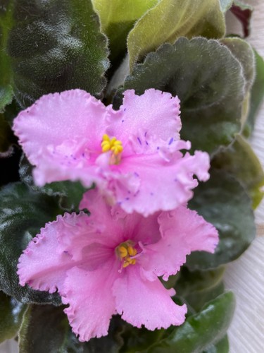 African violet fury - -,