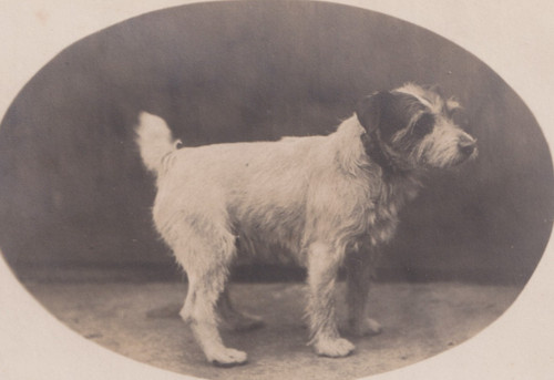 Rppc dog jack - rppc, /