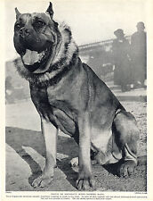 DOGUE DE BORDEAUX OLD STYLE DOG ORIGINAL DOG PRINT PAGE FROM 1934