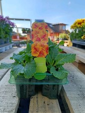 6 Pack Orange Primrose | Easy