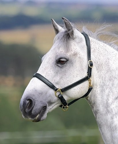 Shires velociti gara - velociti, ragley