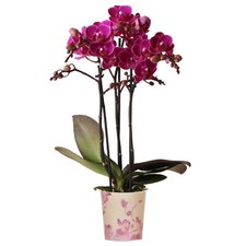 Orchid Phalaenopsis Multi