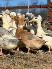 🥚 14 Crested Duck Fertile