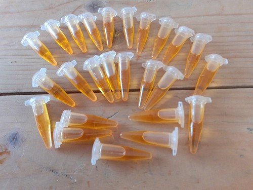 Tubes honey bee - 25,