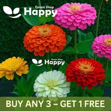 ZINNIA DAHLIA FLOWERED MIX -