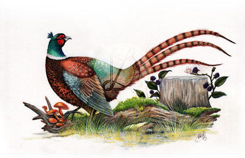Original pheasant artwork - original,