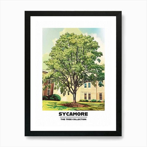 Sycamore tree storybook - sycamore,