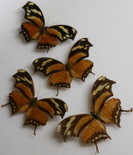 Real butterfly specimens x4 - real,