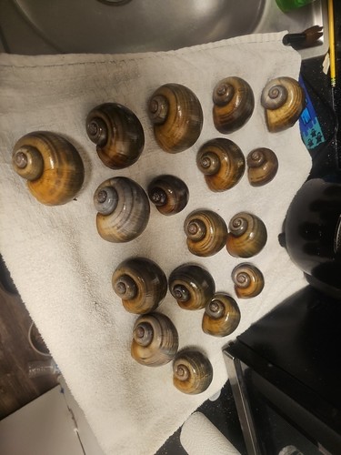 Florida apple snail shells - apple,