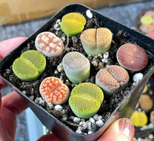 9 pcs Mixed Colourful Lthops, UniqueLiving Stones Lithops Succulents in 6cm pot
