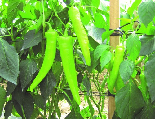 Chilli pepper hot banana plug - banana,