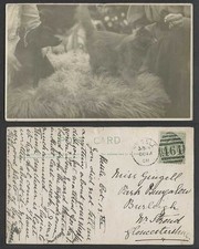 Beautiful Cat Kitten Black Dog