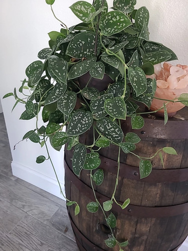Silver satin pothos node - silver,