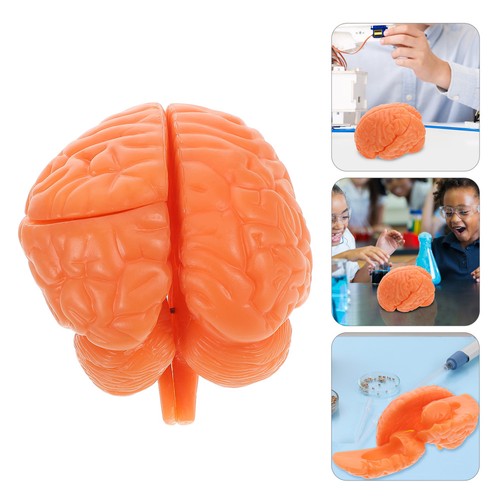 Brain structure demonstration - structure,