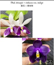Phalaenopsis Tetraspis X Violacea Var. Indigo Orchid Plant