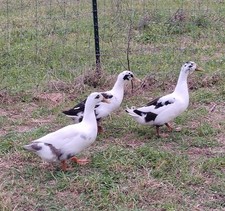 12+ Ancona duck hatching eggs