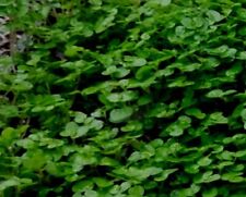 Ground cover - Mind your own