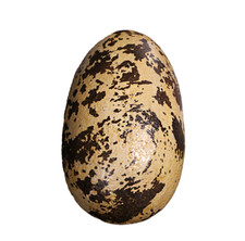 Theropod Egg 9" Dinosaur Prop