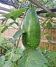 Bottle Gourd Long Bangla Lau Doodhi Lao Khodhu Kodu (5 Seeds) UK grown GREEN
