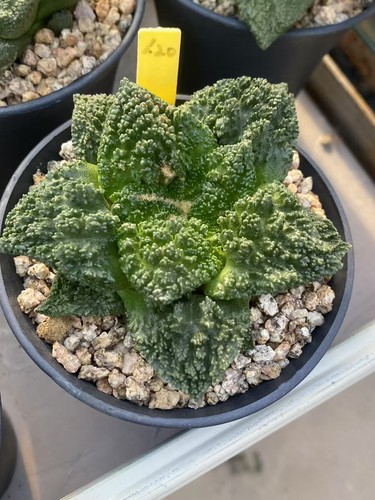 Ariocarpus godzilla - ariocarpus, 'godzilla'