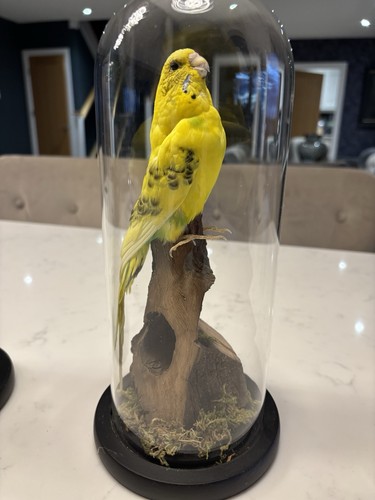 Budgerigar taxidermy standing - budgerigar,