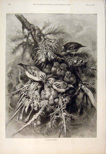 Old antique print bird birds - old,