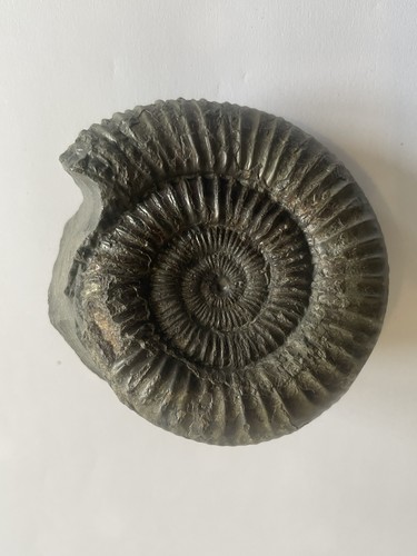 Dactylioceras ammonite fossil - dactylioceras,