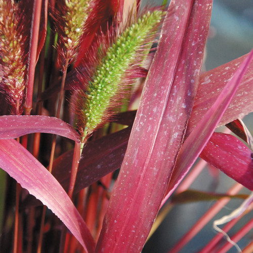 Grasses hardy perennials - grasses,