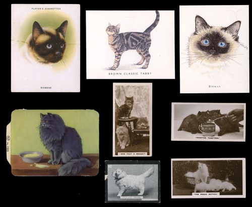 Domestic cat cards siamese - cards,