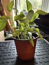 Hot Chilli Basket of Fire