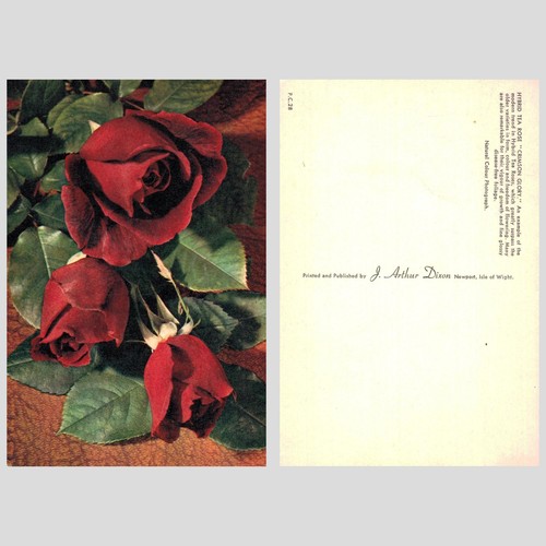 Vintage postcard hybrid tea - vintage,