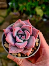 Echeveria Colorata | Blue and
