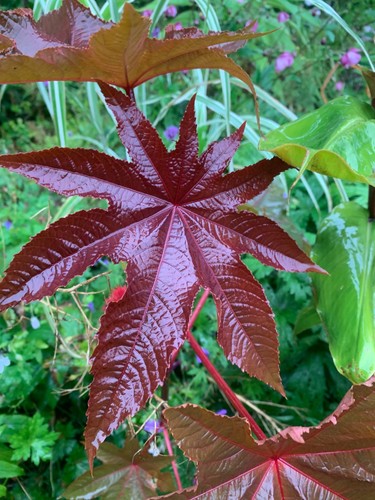 Castor oil plant - 'new, zealand