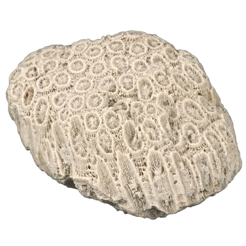 Natural white brain coral - natural,