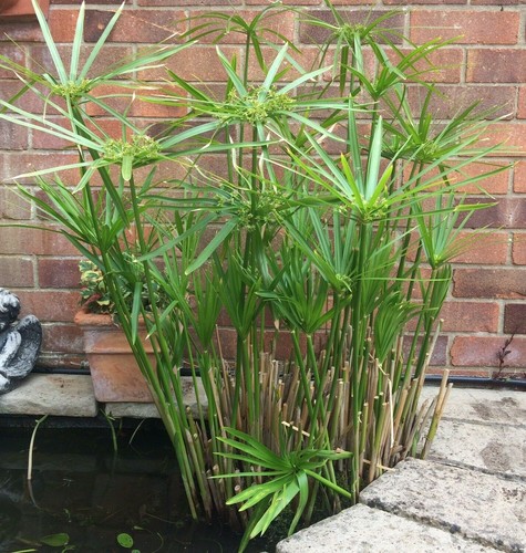 Umbrella palm cyperus - umbrella, ~