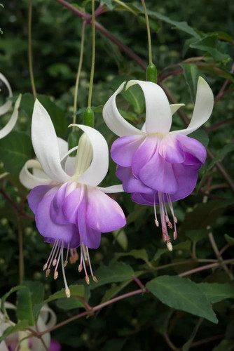 Fuchsia deltas sarah plants - fuchsia,