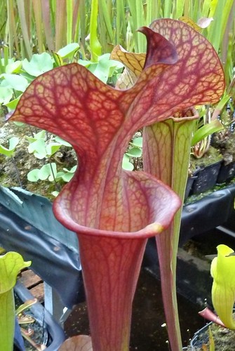 Sarracenia judith hindle - judith, hindle”