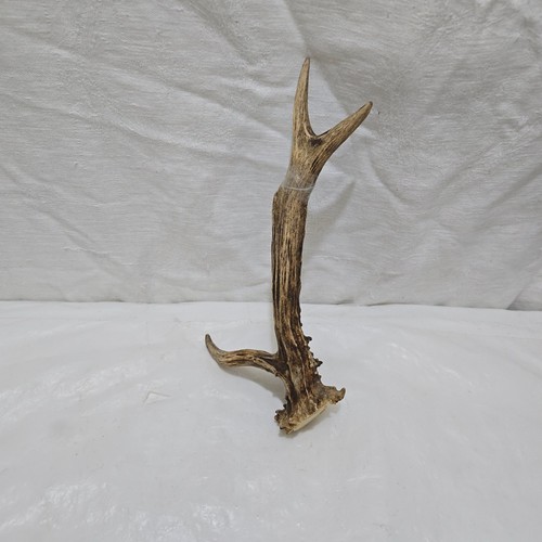 Deer roe antler thumbstick - /roe/, ,thumbstick/