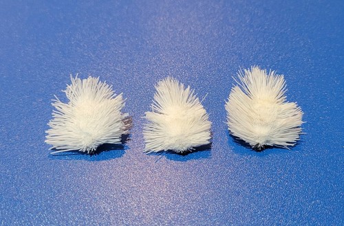 White carp chub - white,