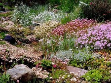 Different alpine plug plants - different,