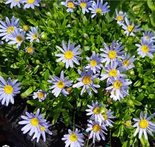  X3 Felicia 'Forever Blue' perennial in 10cm pot.