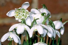 Double Snowdrops in the green