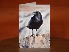 Common raven - A5 Photography