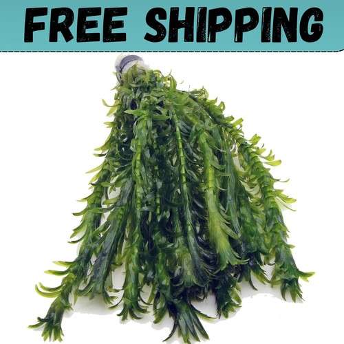 Elodea densa xl bunch - xl,