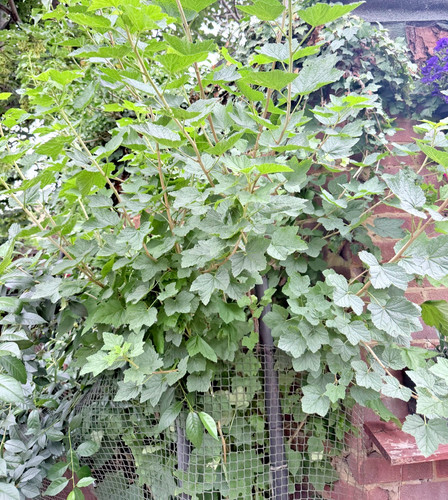 Gooseberry bush cuttings - gooseberry,
