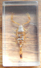 REAL LIFE BUGS COLLECTION ,, SCORPION,,  SET IN RESIN BLOCK